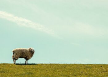 Rescatan a la «oveja más solitaria del Reino Unido» de un acantilado y le dan un nuevo hogar