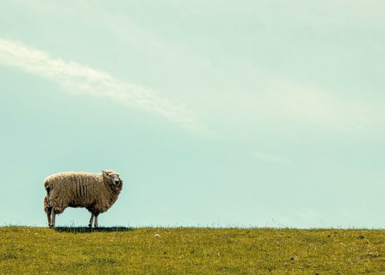 Rescatan a la «oveja más solitaria del Reino Unido» de un acantilado y le dan un nuevo hogar