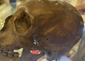 Encuentran un cráneo humano en venta en una tienda de antigüedades en EE.UU.