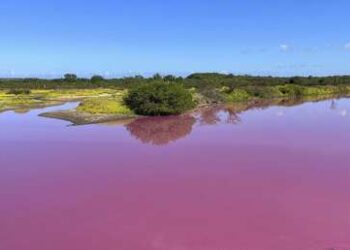 Un estanque de Hawái se tiñe de rosa y parece ser culpa de la sequía