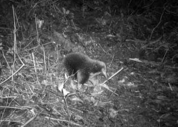 (VIDEO) Un animal que se creía extinto reaparece por primera vez en 62 años