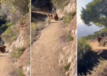 (VIDEO) Mujer se topa con una osa y sus crías mientras hacía ‘footing’ y ‘ruge’ para salvar su vida
