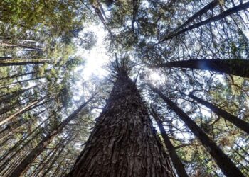 El país registra 197 Áreas Naturales Protegidas