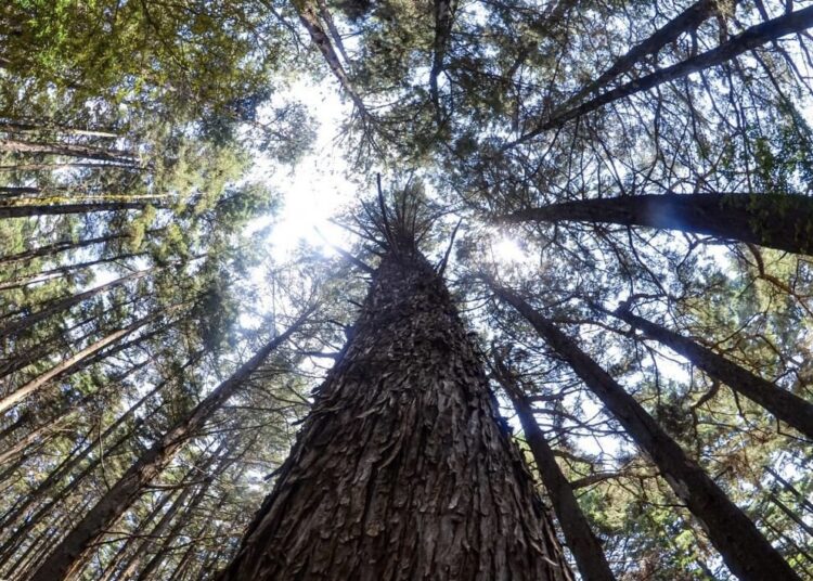 El país registra 197 Áreas Naturales Protegidas