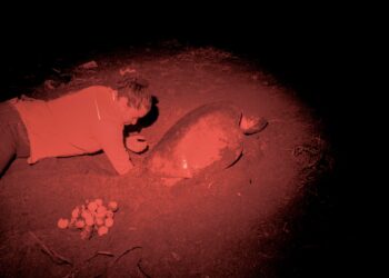 Guardarecursos protegen la vida animal en la zona costera del país