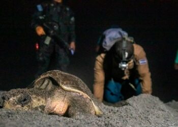 MARN protege cuatro especies de tortugas marinas