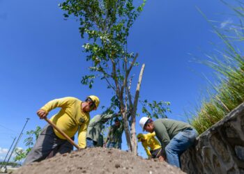Autoridades estimulan la siembra de árboles en sus proyectos