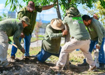 Autoridades inician trasplante y siembra de medio millón de árboles