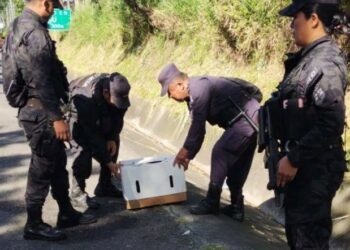 Encuentran 8 cachorros abandonados en una caja de cartón en San Pedro Perulapán
