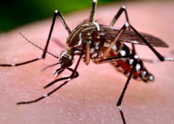 Estados Unidos aprueba la primera vacuna contra el virus de chikungunya