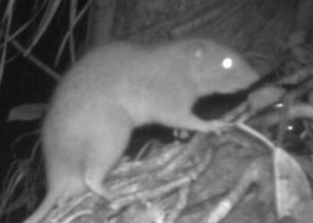 Obtienen las primeras fotos de una rarísima rata gigante que come cocos