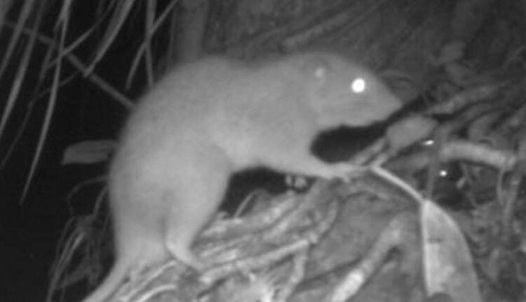 Obtienen las primeras fotos de una rarísima rata gigante que come cocos
