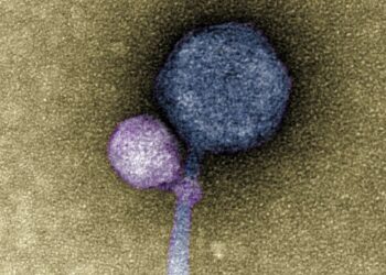 Observan por primera vez un virus adherido a otro