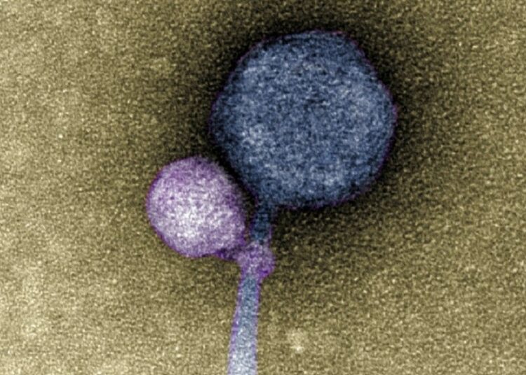 Observan por primera vez un virus adherido a otro