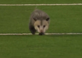 (VIDEO) Una zarigüeya es sacada a regañadientes de un campo de fútbol y su descontento se vuelve viral