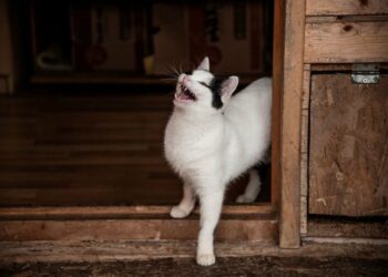 Confirmado: los gatos manipulan a sus dueños en el juego de buscar y traer