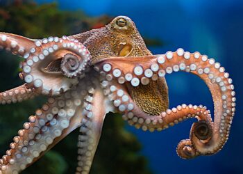 ADN de pulpos revela una advertencia crítica sobre el aumento del nivel del mar