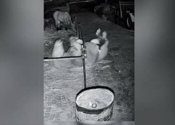 VIDEO: Un astuto y mañoso caballo escapa rodando de un corral