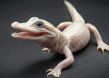 Nace en Florida un caimán extremadamente raro de piel rosa y ojos azules