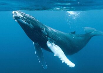 Buscadores de extraterrestres entablan por primera vez una ‘conversación’ con una ballena