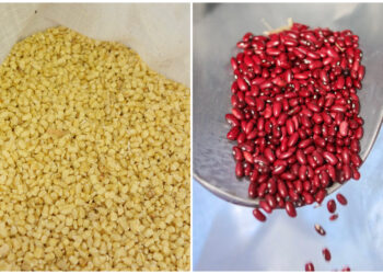 Defensoría del Consumidor registra disminuciones en precios del maíz y frijoles