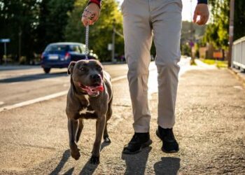 Recogen pruebas de ADN a perros de una provincia italiana para multar a quien no recoja las heces