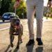Recogen pruebas de ADN a perros de una provincia italiana para multar a quien no recoja las heces