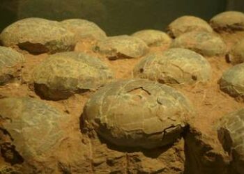 Una piedra a la que veneraban pobladores de India resulta no ser lo que se esperaba