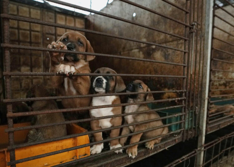 El Parlamento de Corea del Sur aprobó una ley que prohíbe la venta de carne de perro para el consumo humano