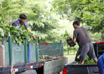 Más de 3,700 pequeños cafetaleros se beneficiaron con el de Programa Resiliencia Climática