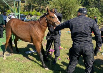 Rescatan a caballo que deambulaba por las calles de San Salvador