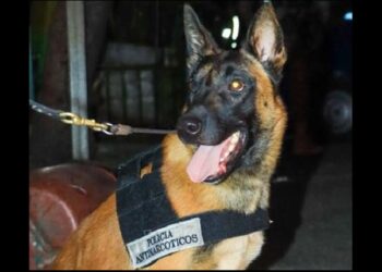 PNC interviene cervecerías de San Miguel donde se distribuyen drogas y cigarros de contrabando