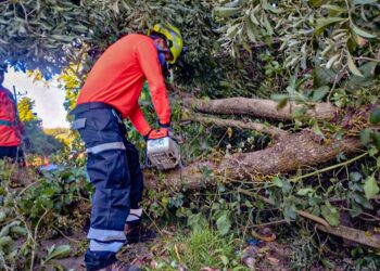Remueven árbol caído en ruta de Las Flores