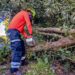 Remueven árbol caído en ruta de Las Flores