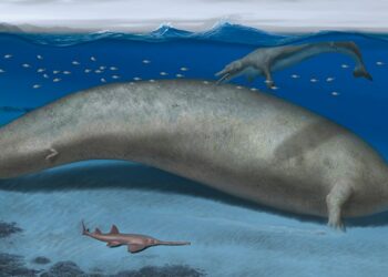 Descubiertos los restos del animal más grande de todos los tiempos