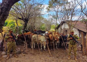 Cuatreros abandonan 121 cabezas de ganado en “Casa Embrujada” de Ahuachapán