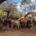 Cuatreros abandonan 121 cabezas de ganado en “Casa Embrujada” de Ahuachapán