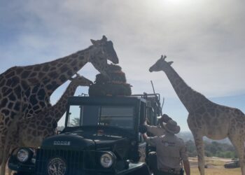 Jirafa Benito ya se encuentra con su nueva familia