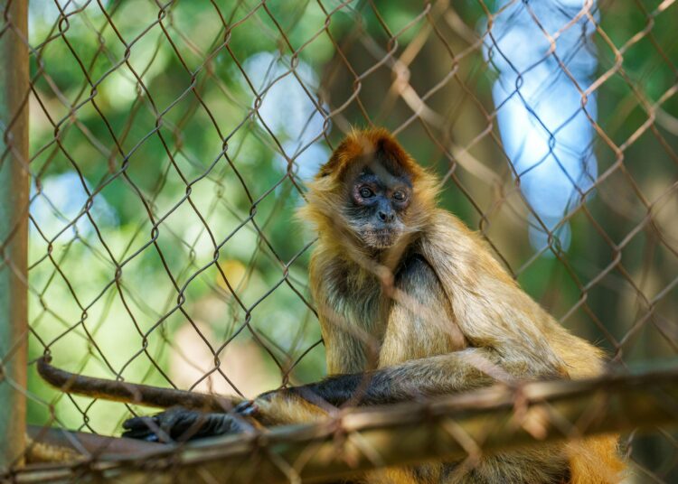 MARN rescata tres monos araña en cautiverio en Nejapa