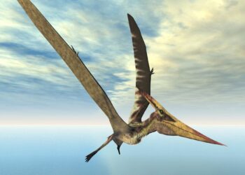 Descubrieron un nuevo fósil de un dinosaurio volador en Escocia