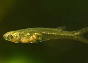 (VIDEO) Un pez diminuto es capaz de emitir sonidos tan fuertes como un petardo