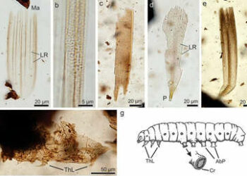 Descubren en Argentina fósiles de insectos de 70 millones de años de antigüedad
