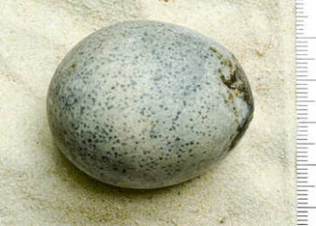 Encuentran un huevo de 1.700 años de antigüedad que aún conserva la yema y clara