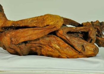 Perú declara Patrimonio Cultural de la Nación a tres momias repatriadas del Vaticano