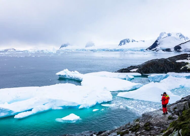 Detectan virus altamente patógeno de gripe aviar en Antártida