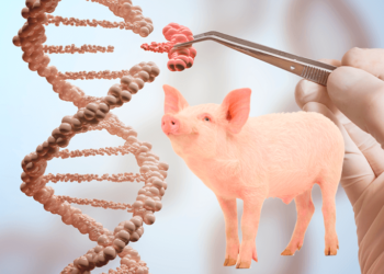 Japón logra criar cerdos modificados genéticamente con órganos aptos para trasplantes a humanos