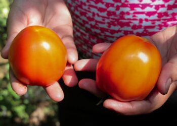 Hermanas mejoran la producción del tomate en Usulután