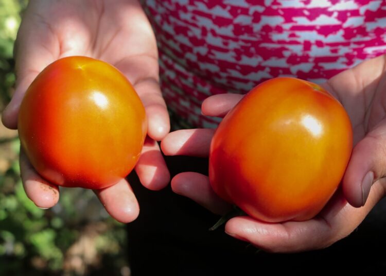 Hermanas mejoran la producción del tomate en Usulután