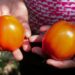 Hermanas mejoran la producción del tomate en Usulután