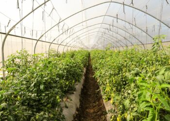 Más de 150 familias serán capacitadas en producción de hortalizas en Morazán